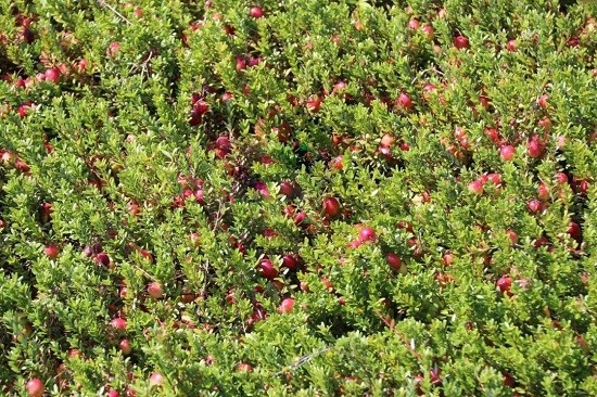 Cranberries Cranberries