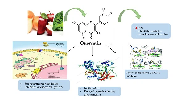 quercetin and antibacterial quercetin and antibacterial